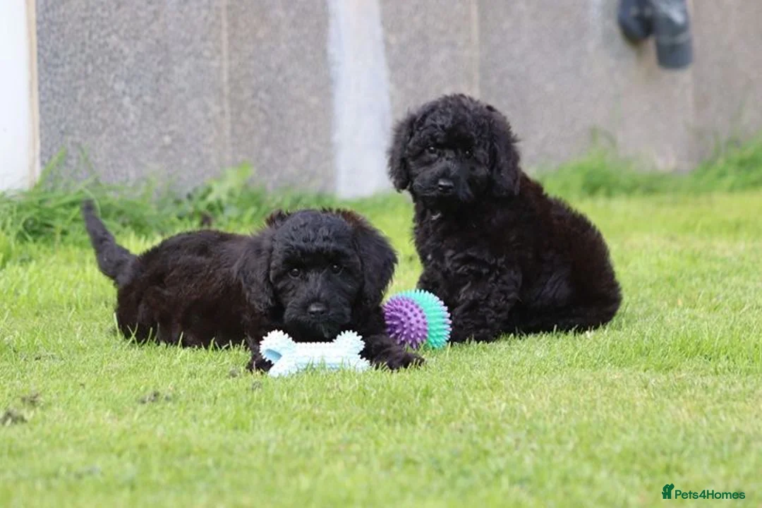 Cavapoo dogs for sale: Beautiful Cavapoo puppies for sale - Advert 1