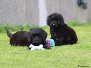 Cavapoo dogs Beautiful Cavapoo puppies for sale - Advert 1