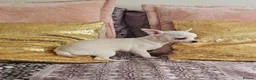 Chihuahua dogs for sale: Chihuahuas for SALE! - Advert 6