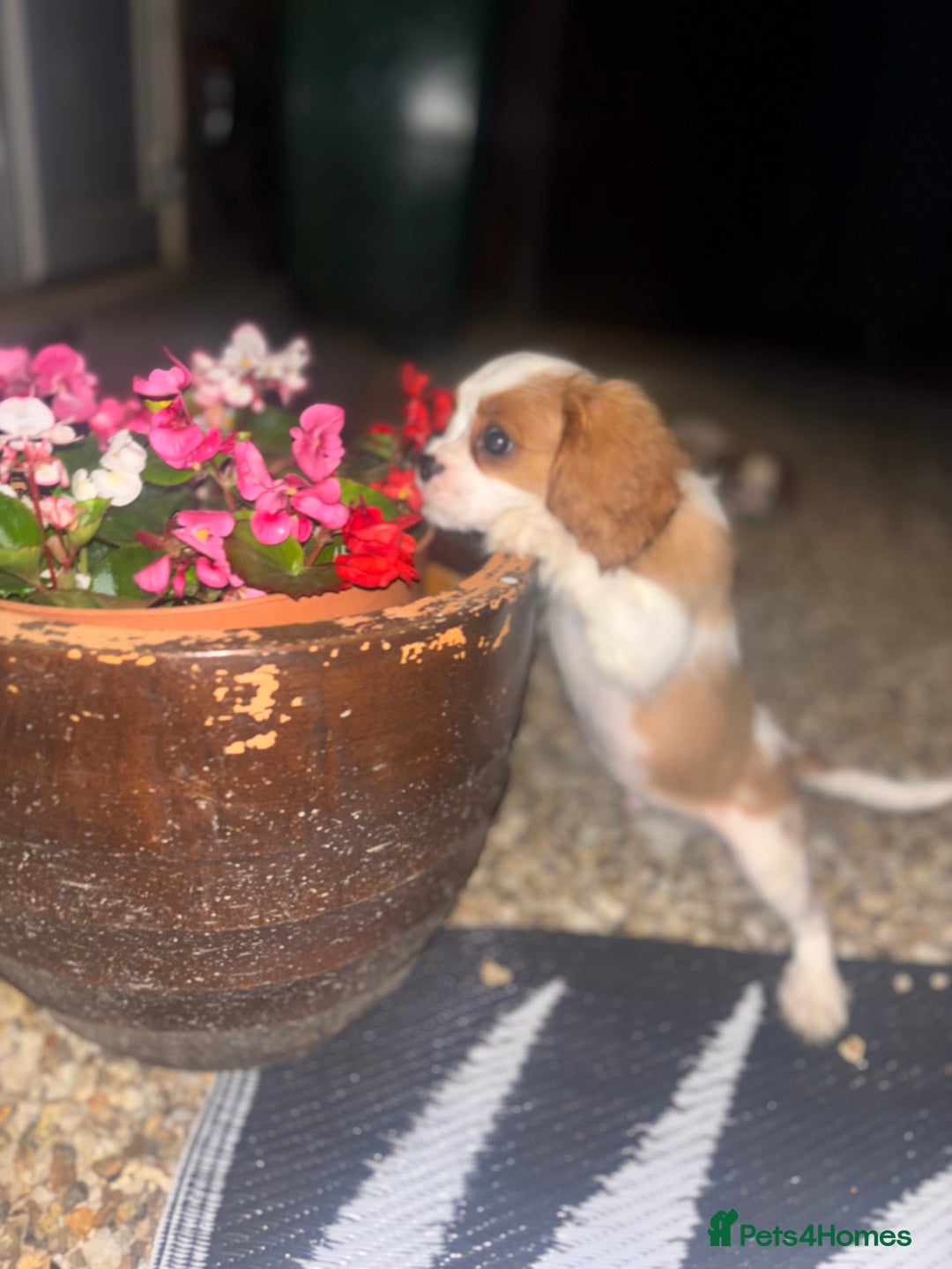 Cavalier King Charles Spaniel dogs for sale: King Charles cavalier  in Arundel - Image 20