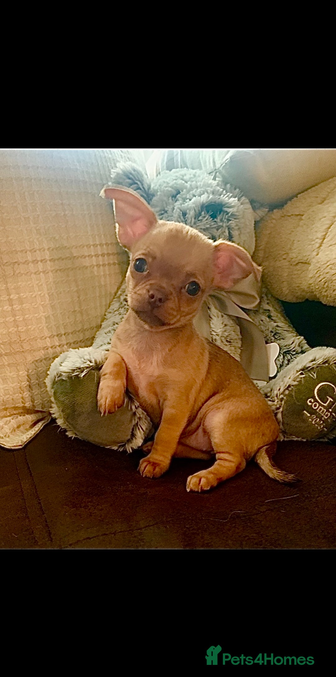 Chihuahua dogs for sale: Chihuahuas boys and girls available - Advert 4