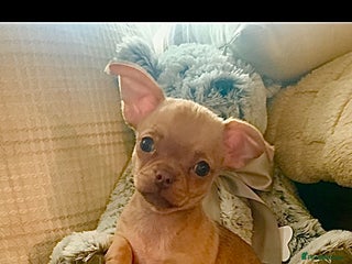 Chihuahua dogs Chihuahuas boys and girls available - Advert 6