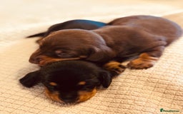 Miniature Dachshund dogs for sale: KC Reg, Health tested, miniature Dachsund Puppies - Image 7