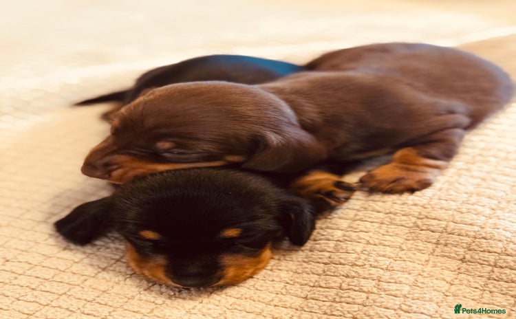 Miniature Dachshund dogs - Advert 11