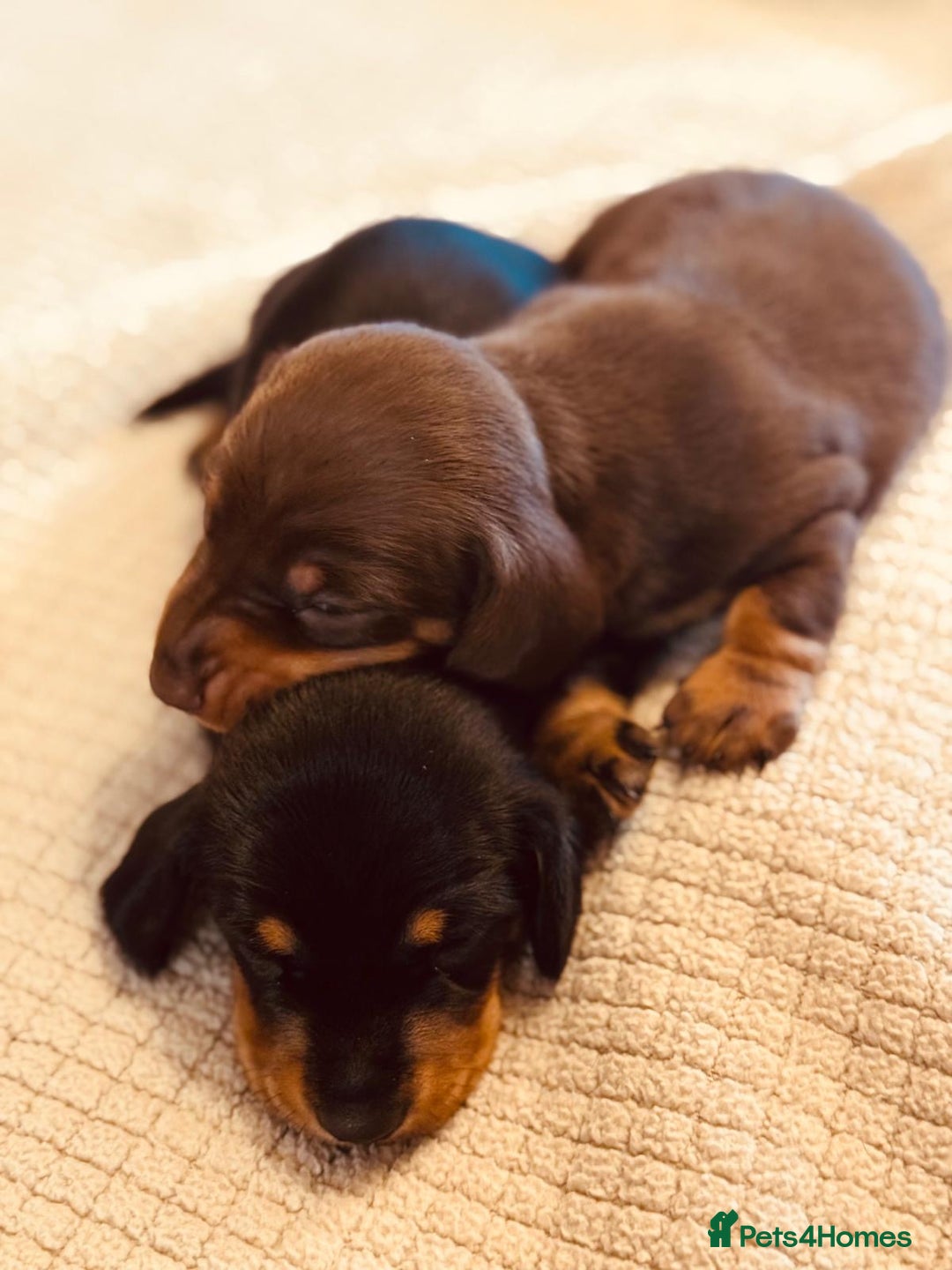 Miniature Dachshund dogs for sale: KC Reg, Health tested, miniature Dachsund Puppies - Image 7
