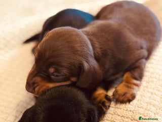 Miniature Dachshund dogs KC Reg, Health tested, miniature Dachsund Puppies - Advert 10