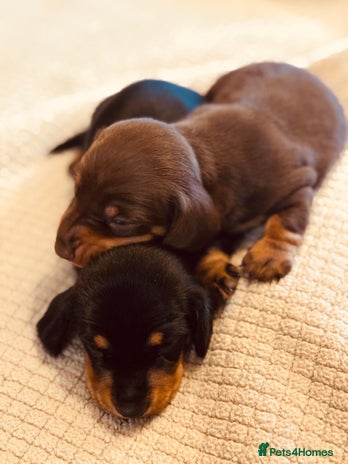 Miniature Dachshund dogs - Advert 8