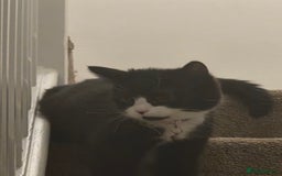 Mixed Breed cats for sale: Two playful kittens - Image 3