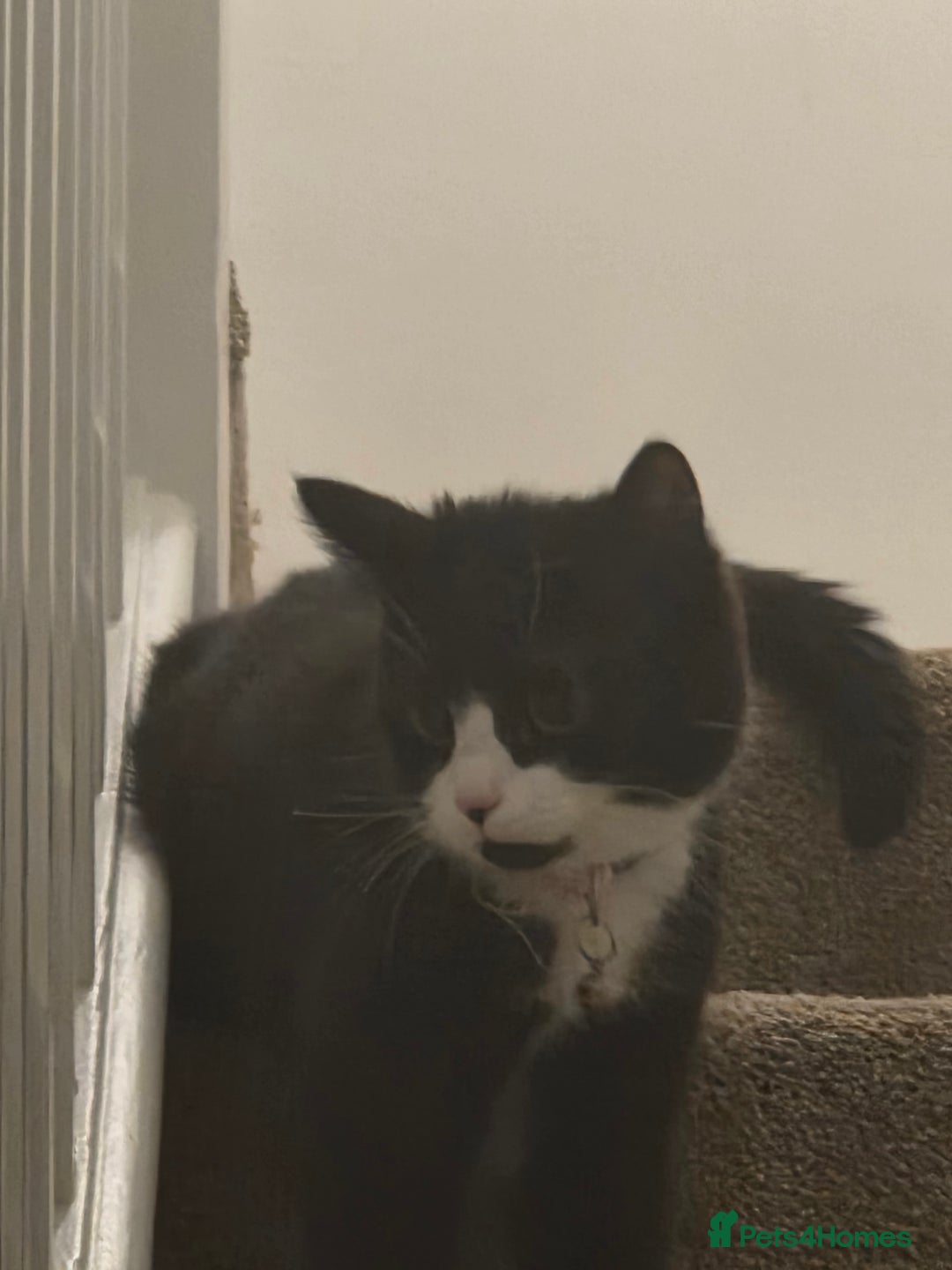 Mixed Breed cats for sale: Two playful kittens - Image 3