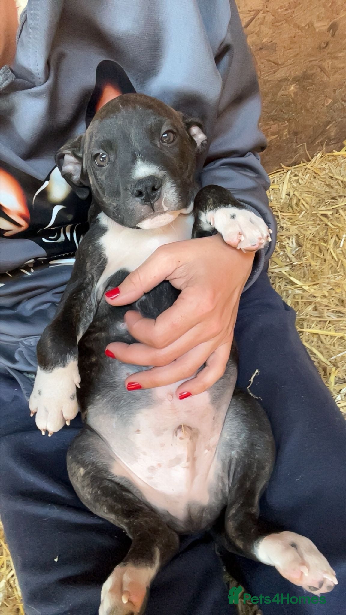 Staffordshire Bull Terrier dogs Staffordshire bull terrier puppies  - Advert 3