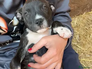 Staffordshire Bull Terrier dogs Staffordshire bull terrier puppies - Advert 12