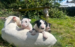 English Bull Terrier dogs for sale: KC stunning puppies  - Image 3