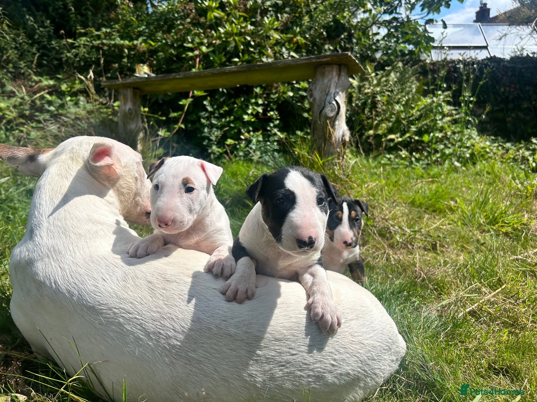 English Bull Terrier dogs for sale: KC stunning puppies  - Image 3
