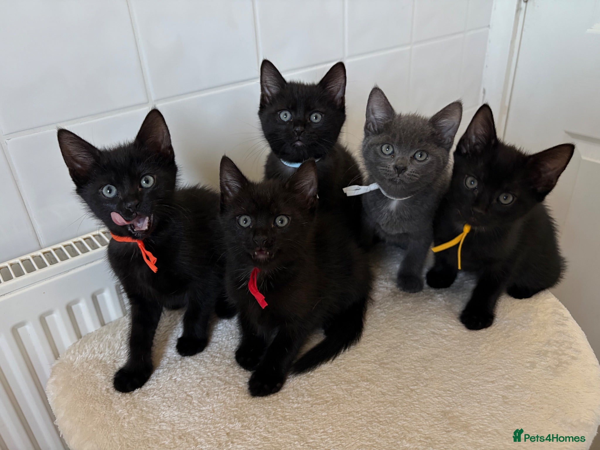 Domestic Shorthair cats 4 adorable kittens looking for new homes - Advert 6