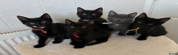 Domestic Shorthair cats for sale: 4 adorable kittens looking for new homes - Advert 1