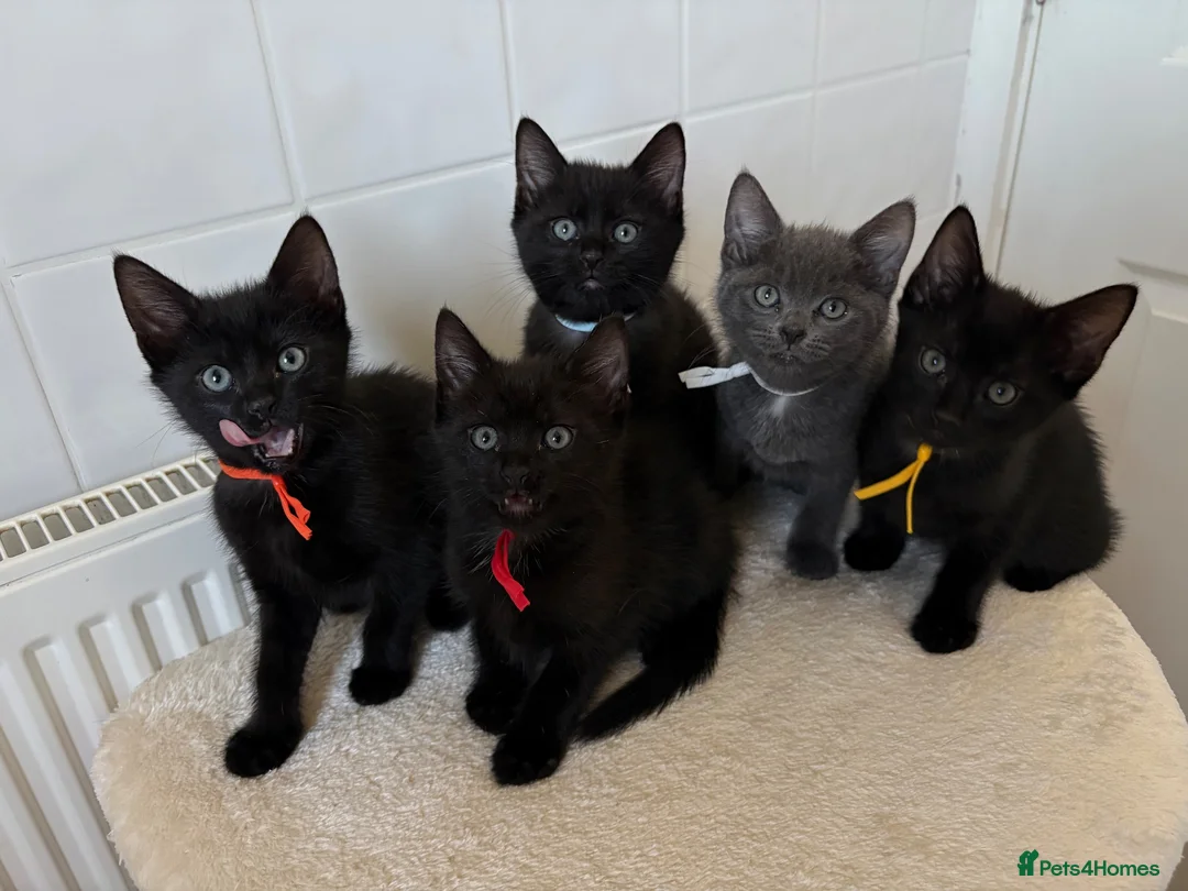 Domestic Shorthair cats for sale: 4 adorable kittens looking for new homes - Advert 1