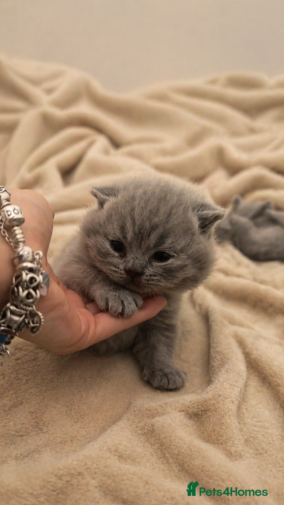 British Shorthair cats 🏆Exceptional Pedigree Champion Line BSH Kittens🏆 - Advert 11