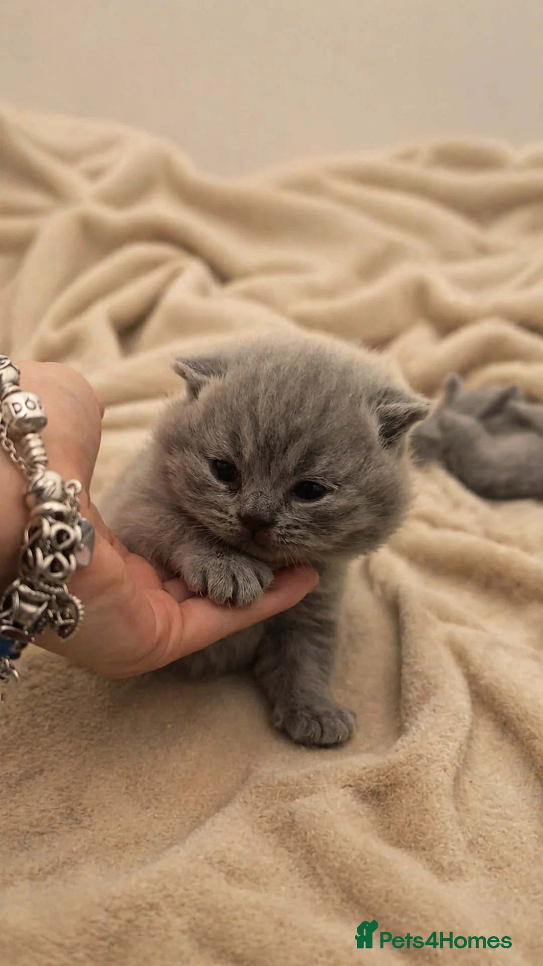 British Shorthair cats for sale: 🏆LAST MALE🏆 Pedigree Registered BSH Kittens - Advert 2
