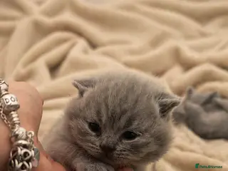 British Shorthair cats 🏆Exceptional Pedigree Champion Line BSH Kittens🏆 - Advert 11