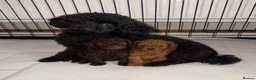 Toy Poodle dogs for sale: ASIAN toy poodle puppies  - Advert 18
