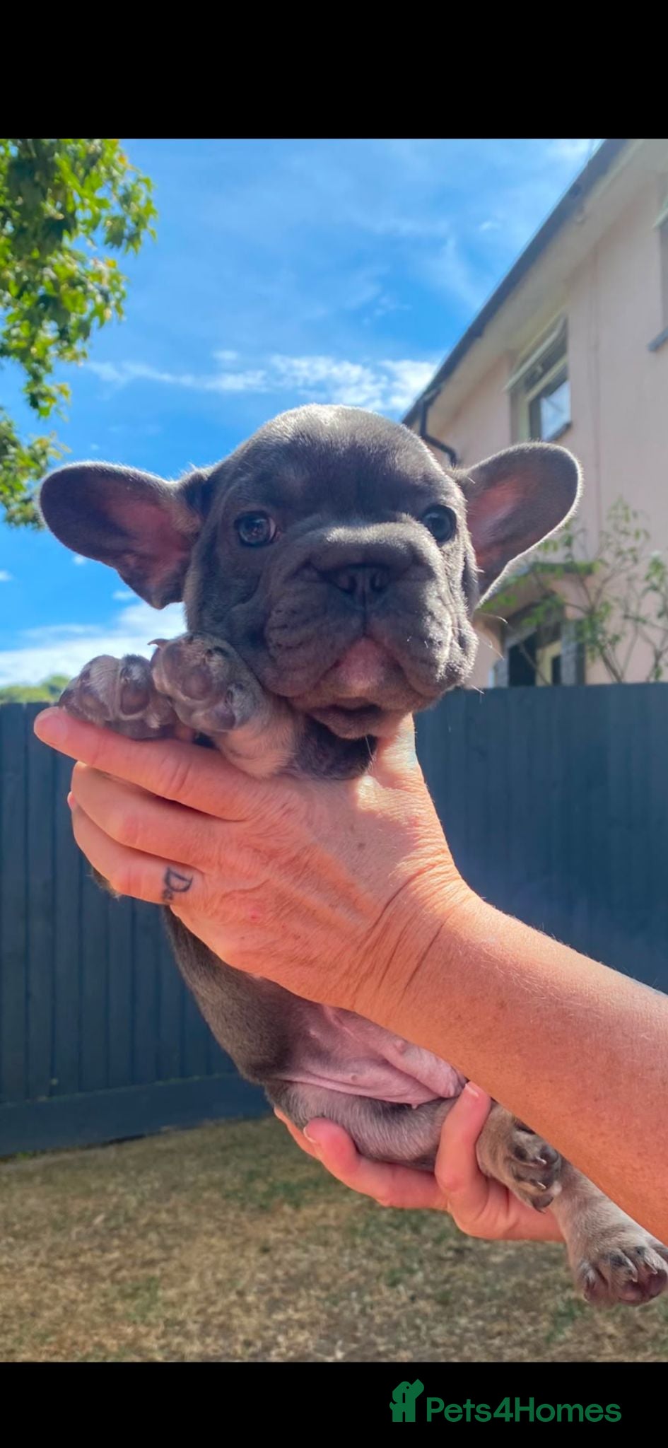 French Bulldog dogs  Beautiful French Bulldog Puppies from £1700 - Advert 2