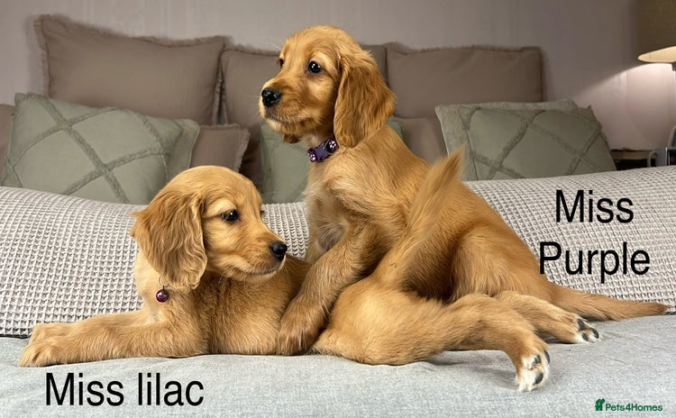 Goldendoodle dogs - Advert 16