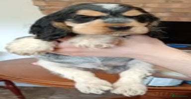 Cocker Spaniel dogs in Driffield - Advert 6