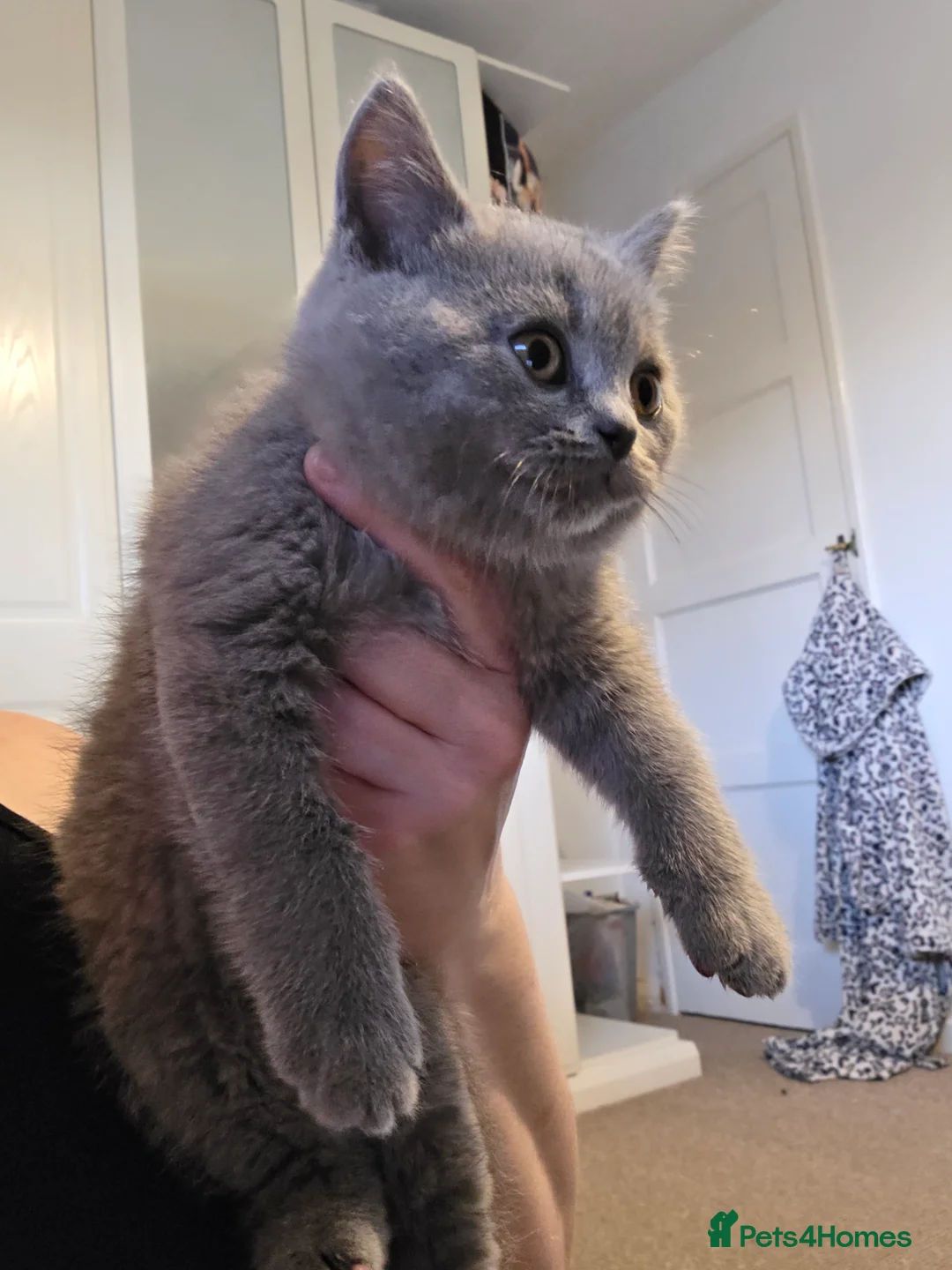 British Shorthair cats for sale: 🐱BRITISH SHORTHAIR🐱 - Advert 23
