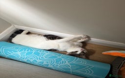 Mixed Breed cats for sale: Tabby and white kittens  - Image 10