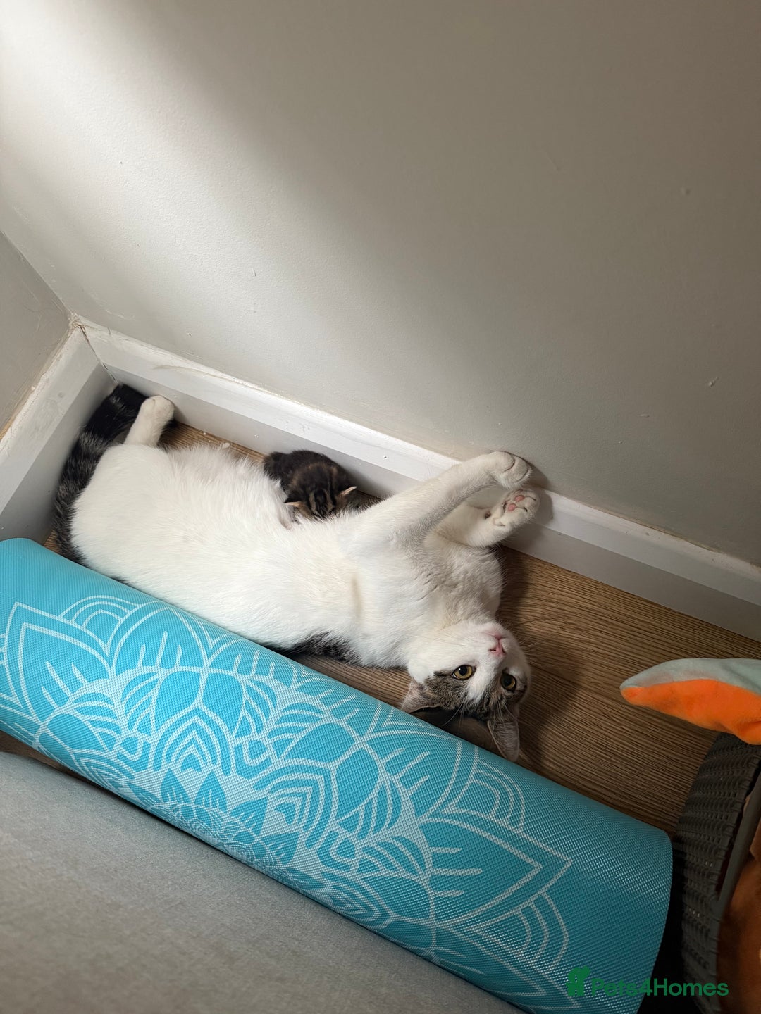 Mixed Breed cats for sale: Tabby and white kittens  - Image 10