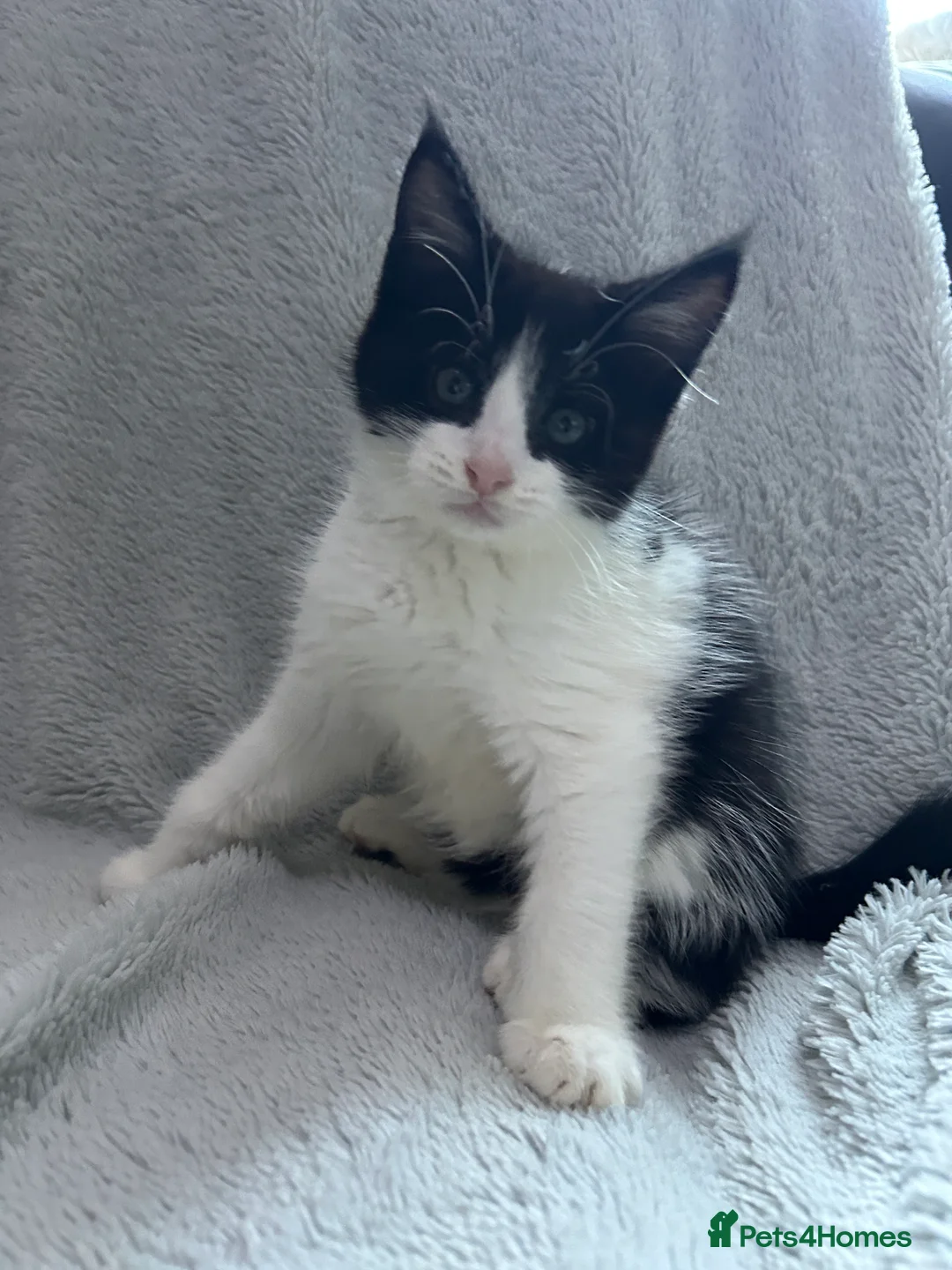 Mixed Breed cats for sale: maine coon kitten  - Advert 2