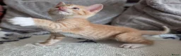 British Shorthair cats for sale: 3 Gorgeous, boy kittens  in Winsford - Advert 2