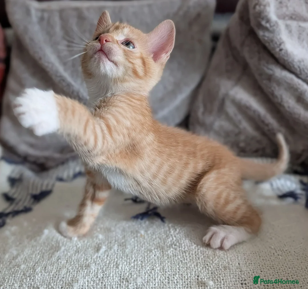 British Shorthair cats for sale: 3 Gorgeous, boy kittens  in Winsford - Advert 2