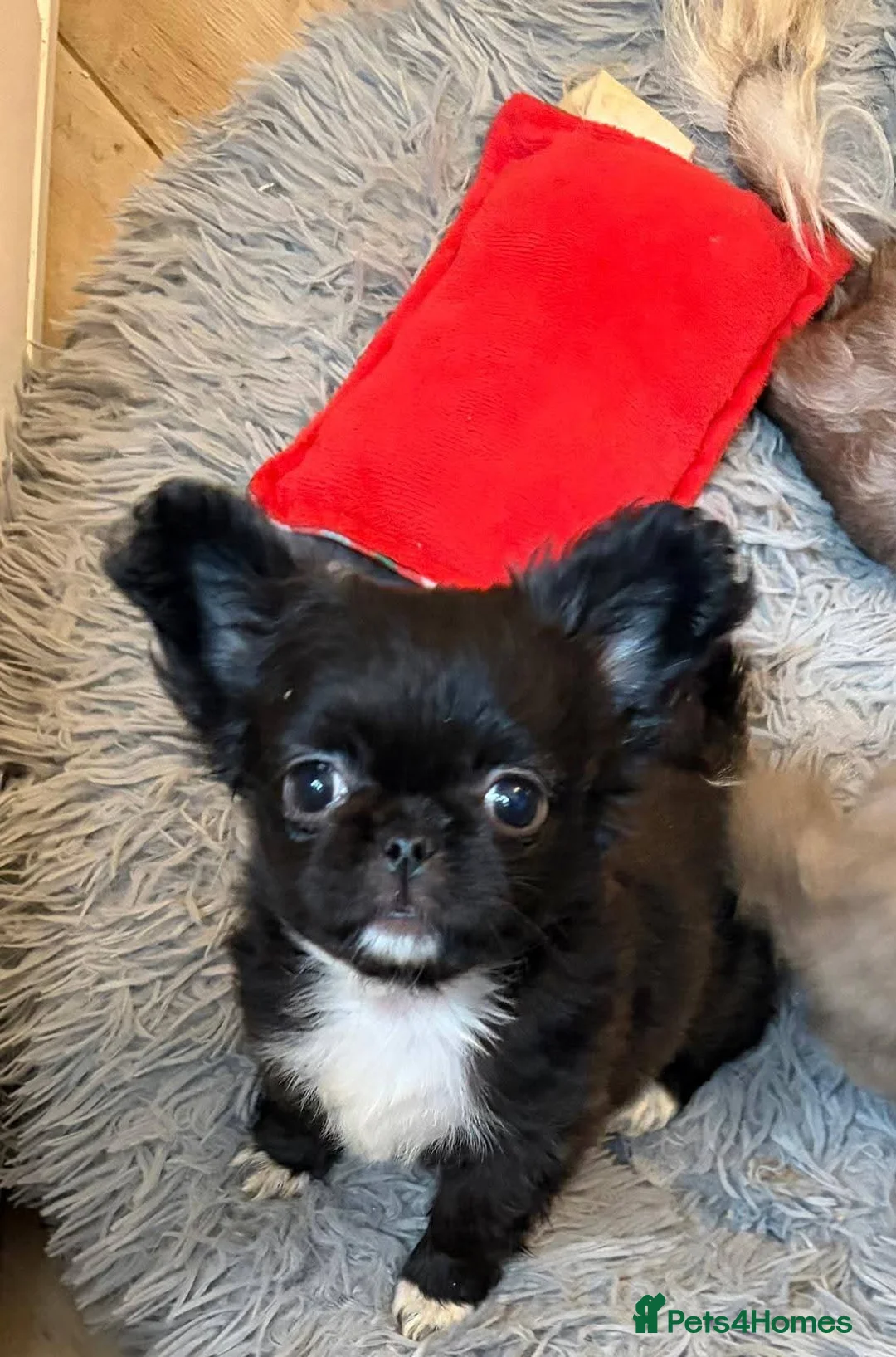 Chihuahua dogs for sale: Bow, long haired apple head chihuahua  - Advert 6