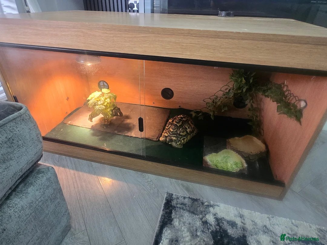 Tortoise reptiles for sale: Leopard tortoise - Advert 6