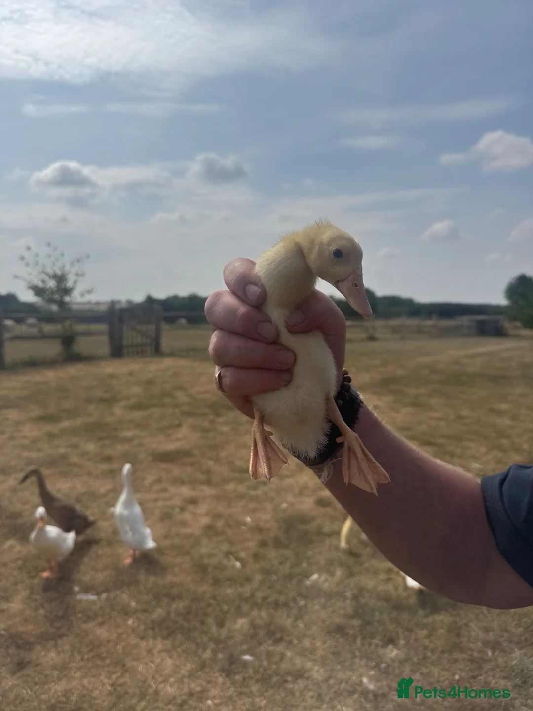Ducks poultry for sale: LAST INDIAN RUNNER DUCKLING  - Advert 1