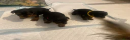 Yorkshire Terrier dogs for sale: 3 little female Yorkies  - Advert 4