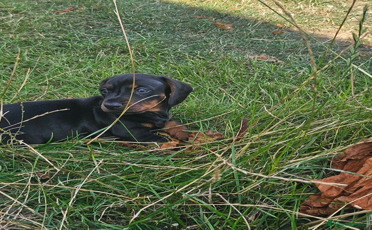 Dachshund dogs - Advert 4