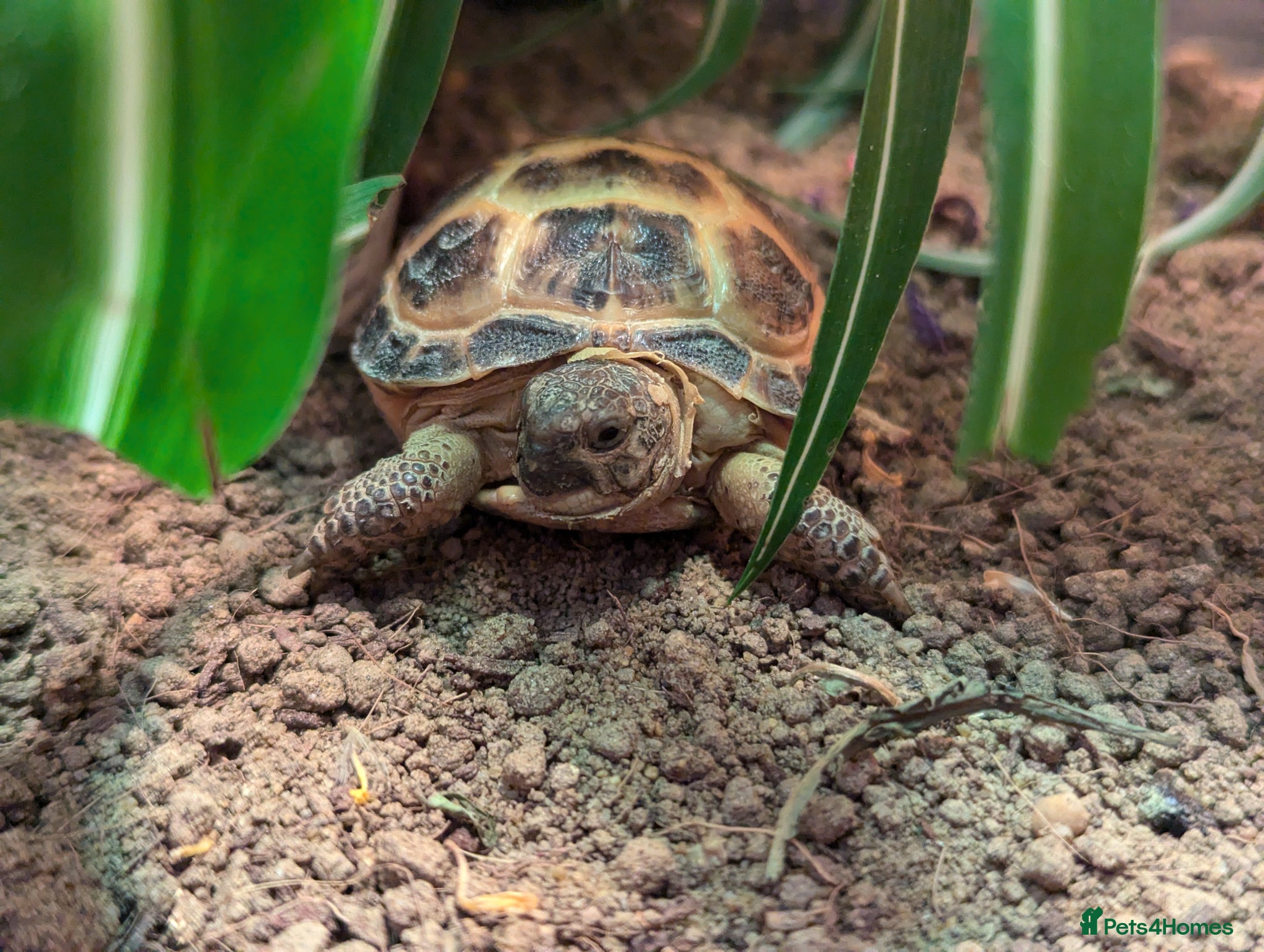 Tortoise reptiles Horsefield Tortoise 2 years old - Advert 12