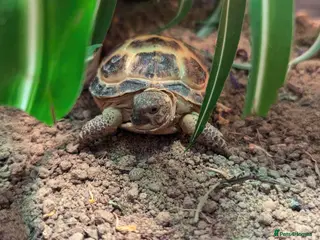 Tortoise reptiles Horsefield Tortoise 2 years old - Advert 12