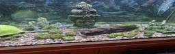 Plecos fish for sale: Aquarium established complete set-up & pleco in Bolton - Advert 3