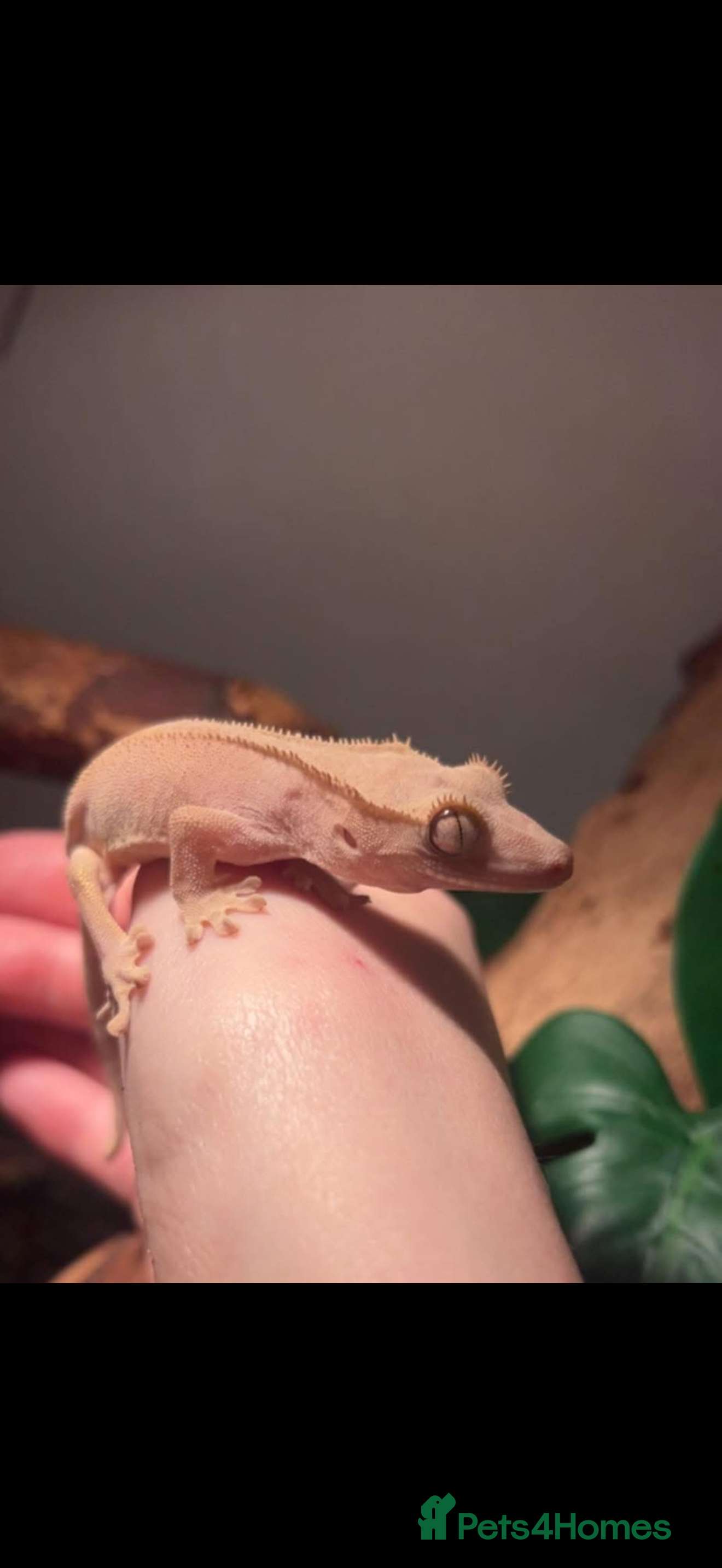 Gecko reptiles Red Lilly crested gecko + Viv  - Advert 5