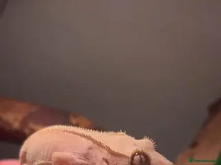 Gecko reptiles Female Red/bi crested gecko + Viv - Advert 5