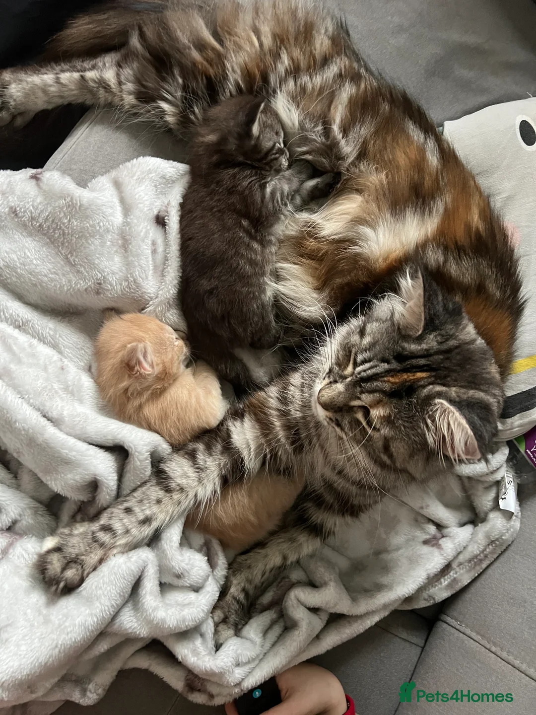 Maine Coon cats for sale: Register Maine Coon Kittens  - Advert 9