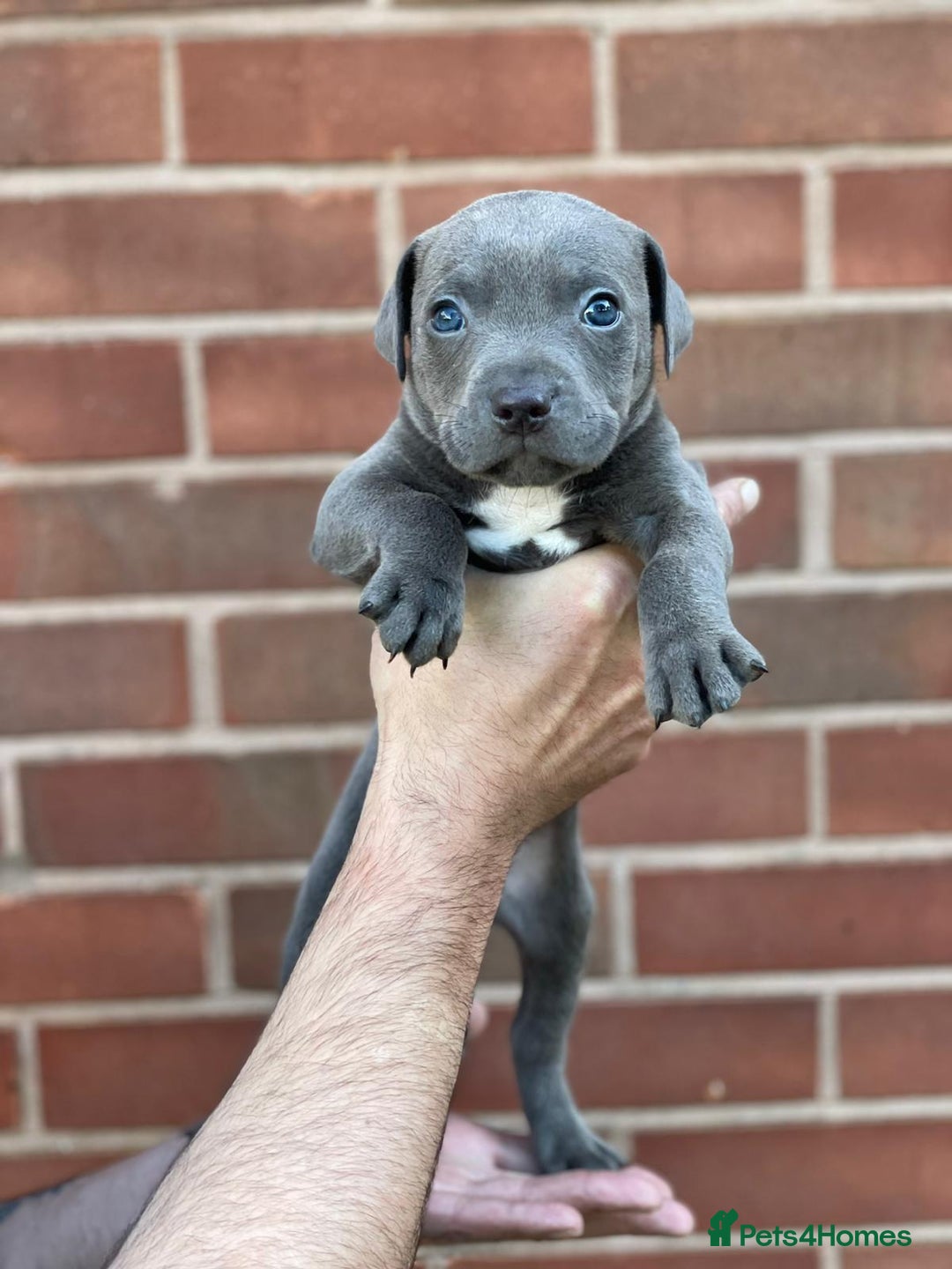 Staffordshire Bull Terrier dogs for sale: Stunning Staffordshire Bullterrier Puppies  - Image 6