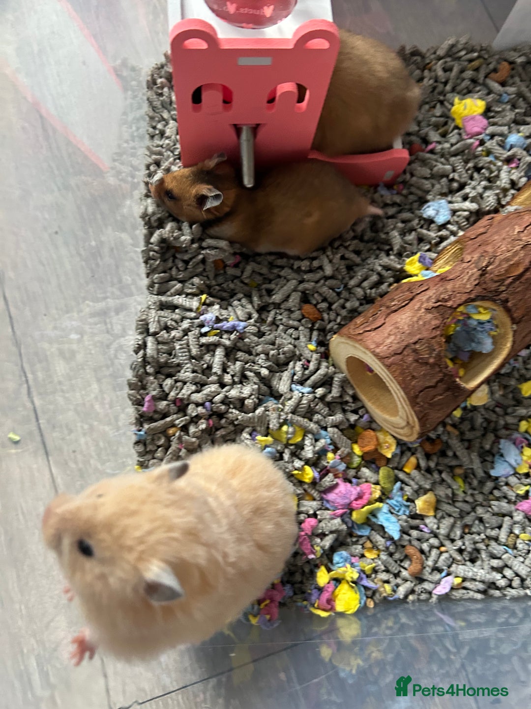 Hamster rodents for sale: Mixed males & female baby Syrian hamsters  - Advert 3