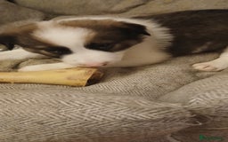 Border Collie dogs for sale: My babies  - Image 13