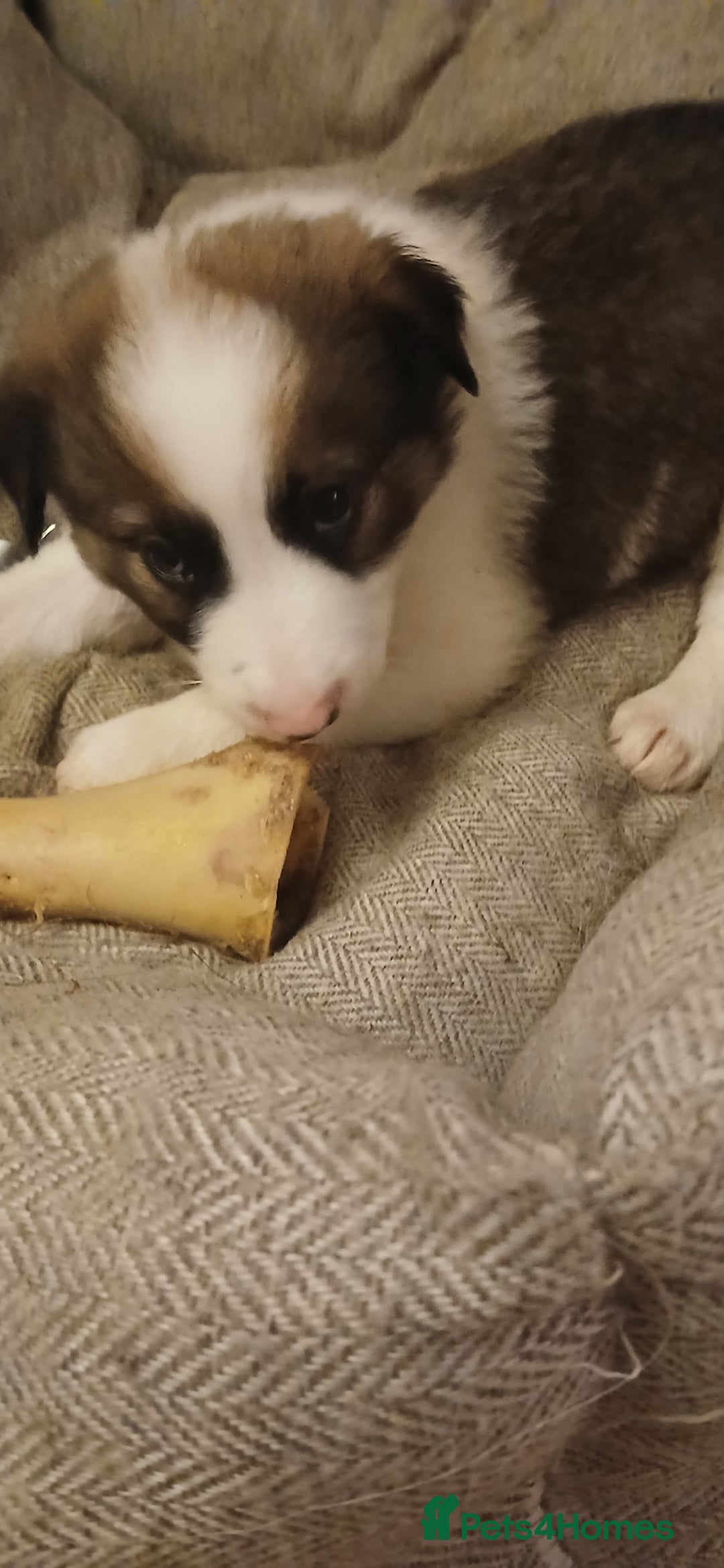Border Collie dogs for sale: My babies  - Image 13