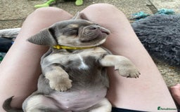 Frug dogs for sale: Frug puppies *only 2 left!* 🩵 - Image 10