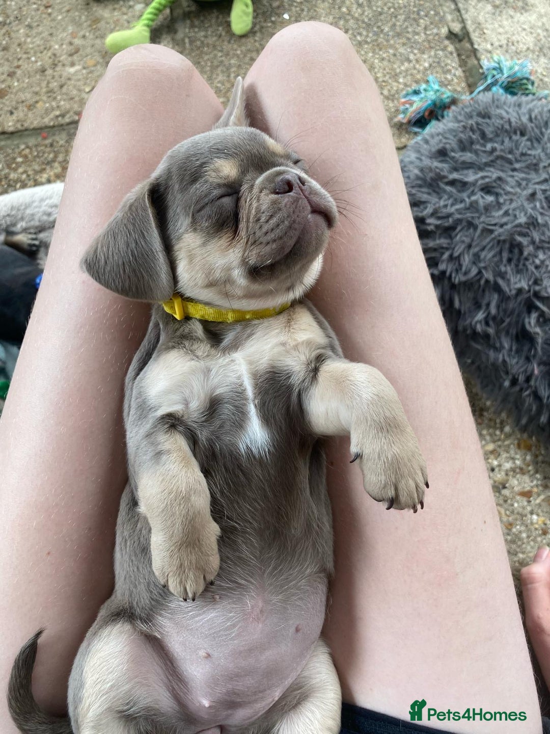 Frug dogs for sale: Frug puppies *only 2 left!* 🩵 - Image 10